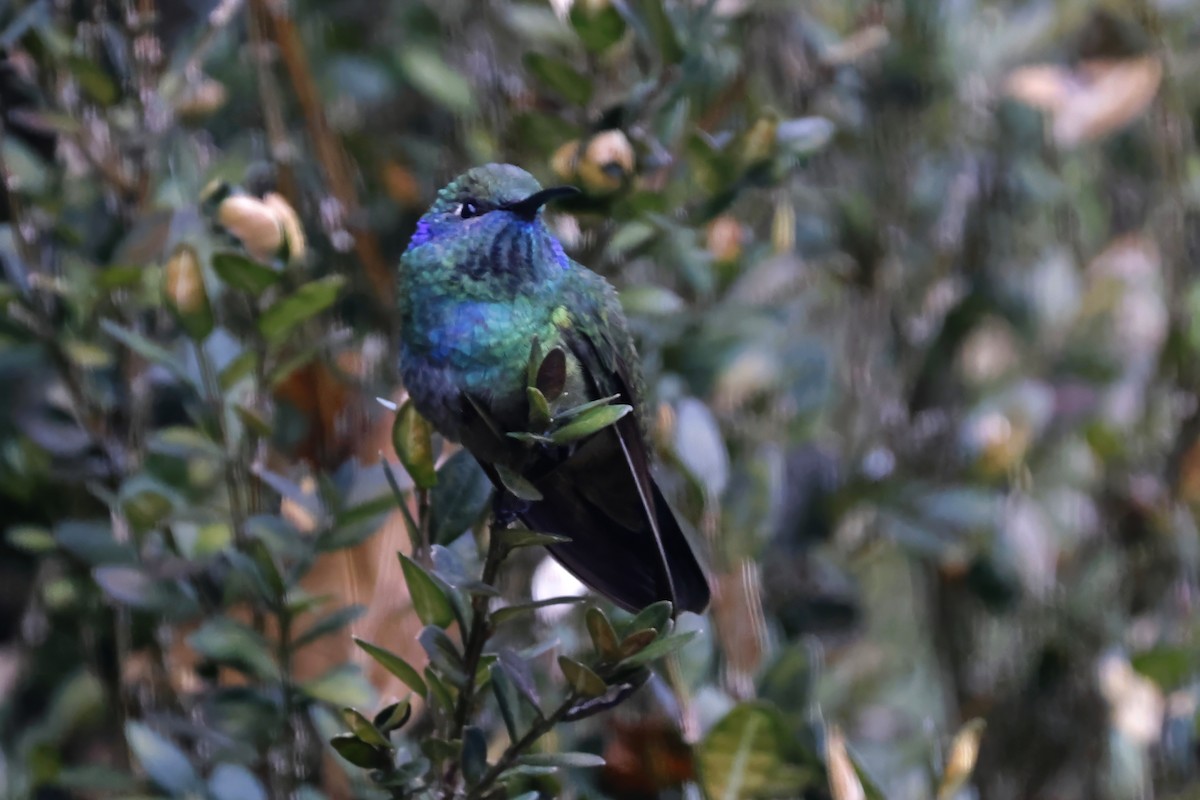 Colibri thalassin - ML647378124