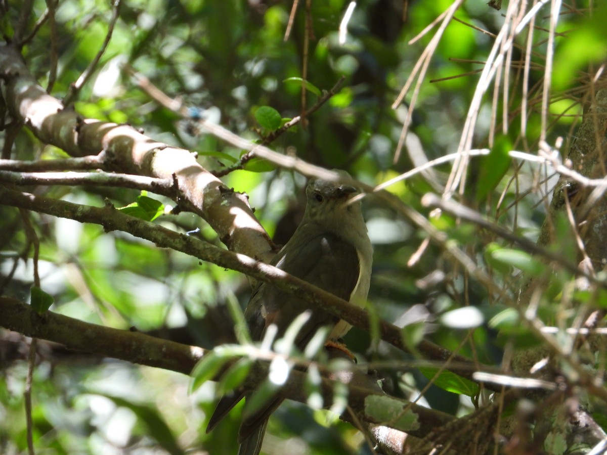 kukačka pokřovní - ML647378133