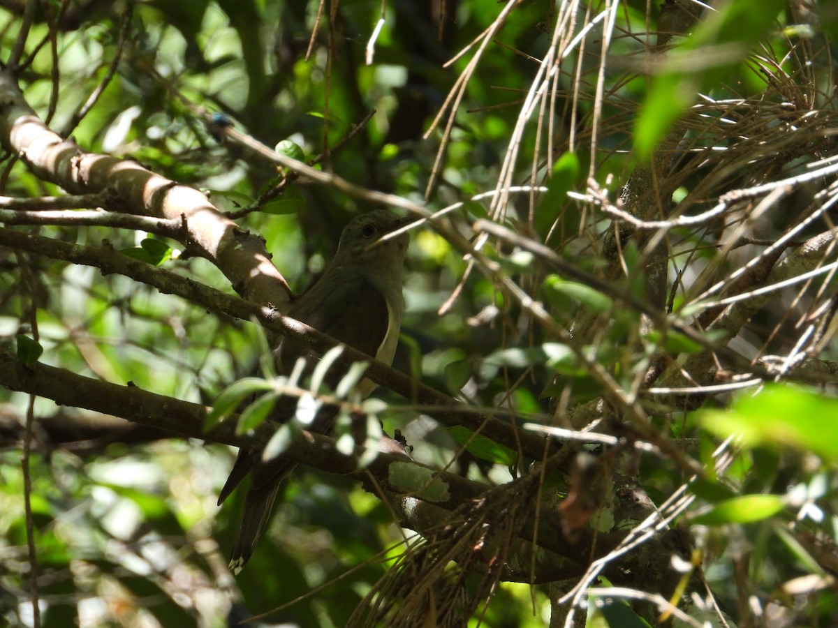 kukačka pokřovní - ML647378134