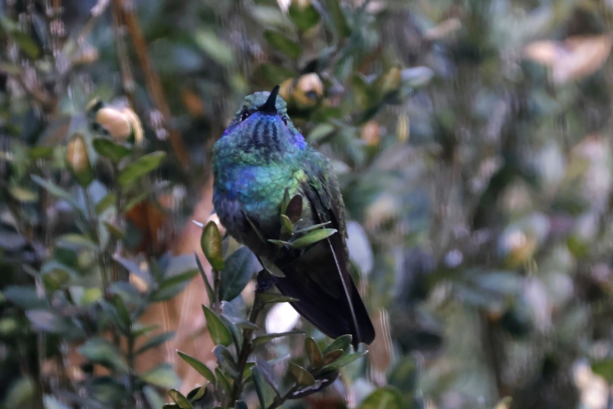 Colibri thalassin - ML647378143