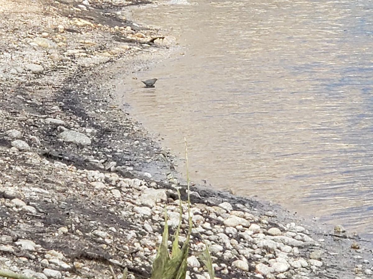 American Dipper - ML647378153