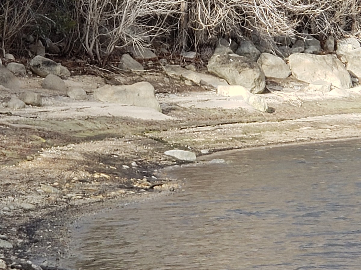 American Dipper - ML647378154