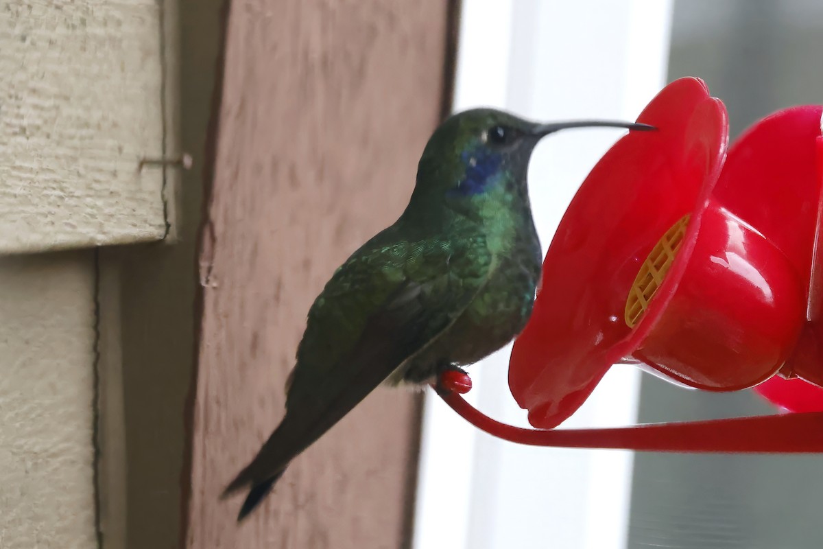 Colibri thalassin - ML647378159