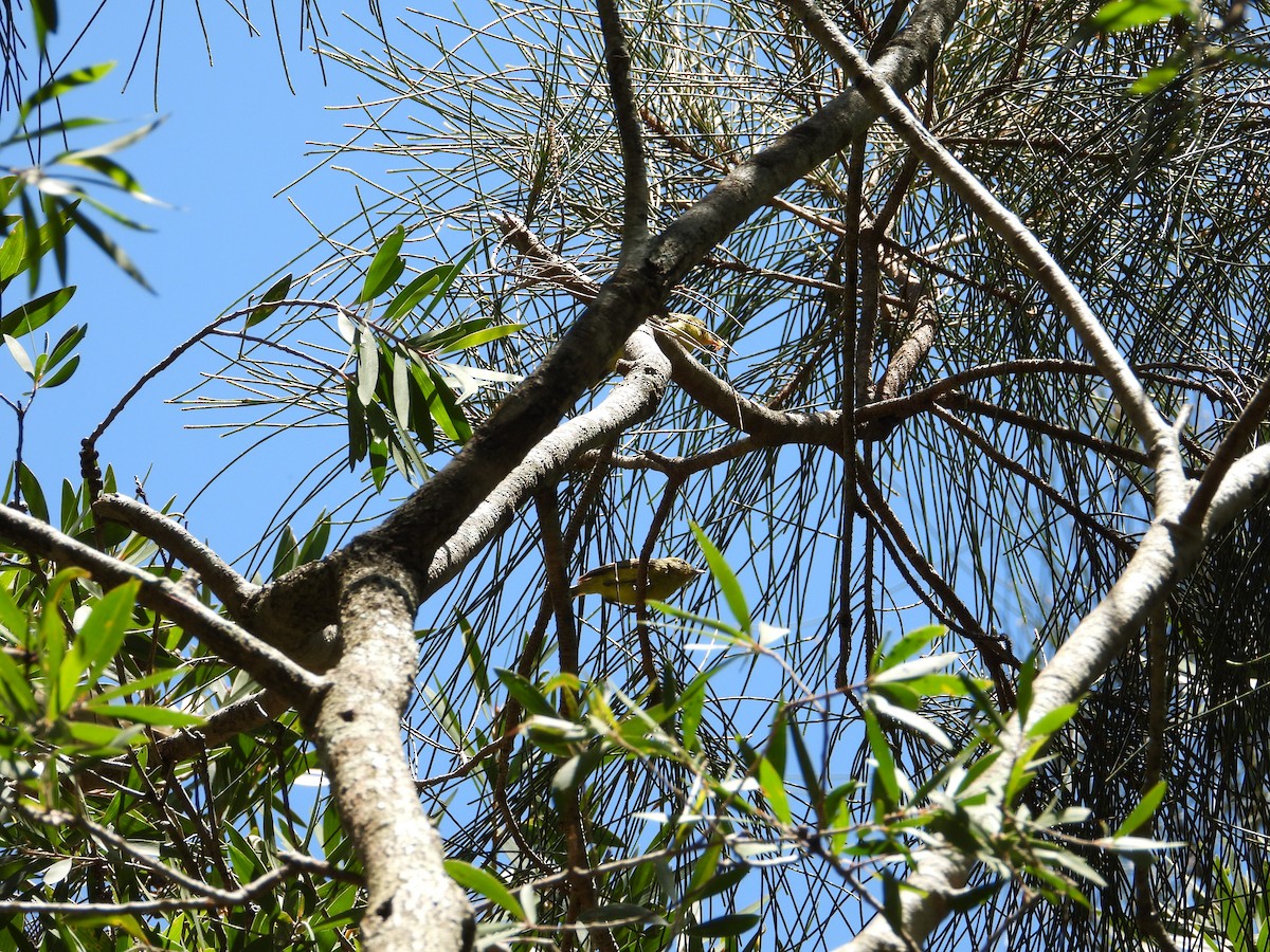 Yellow Thornbill - ML647378163