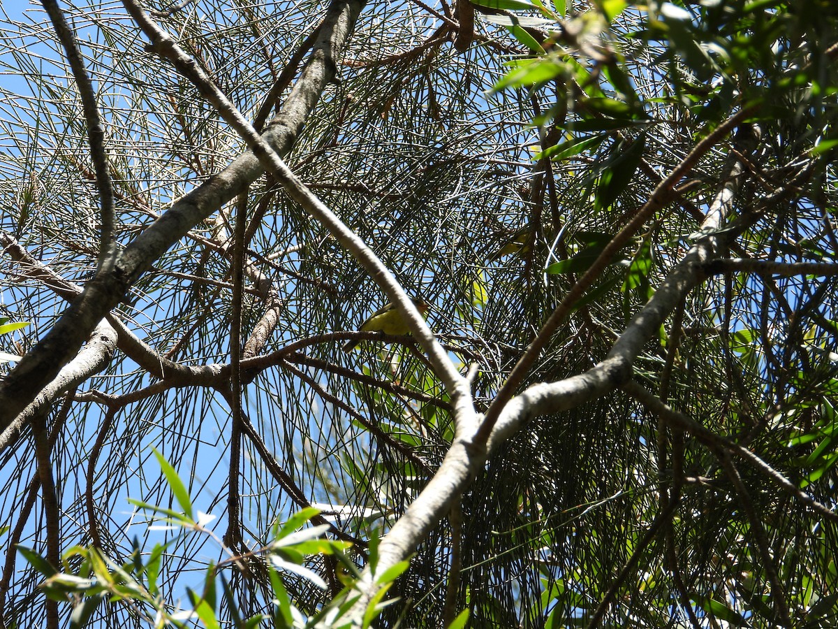 Yellow Thornbill - ML647378165