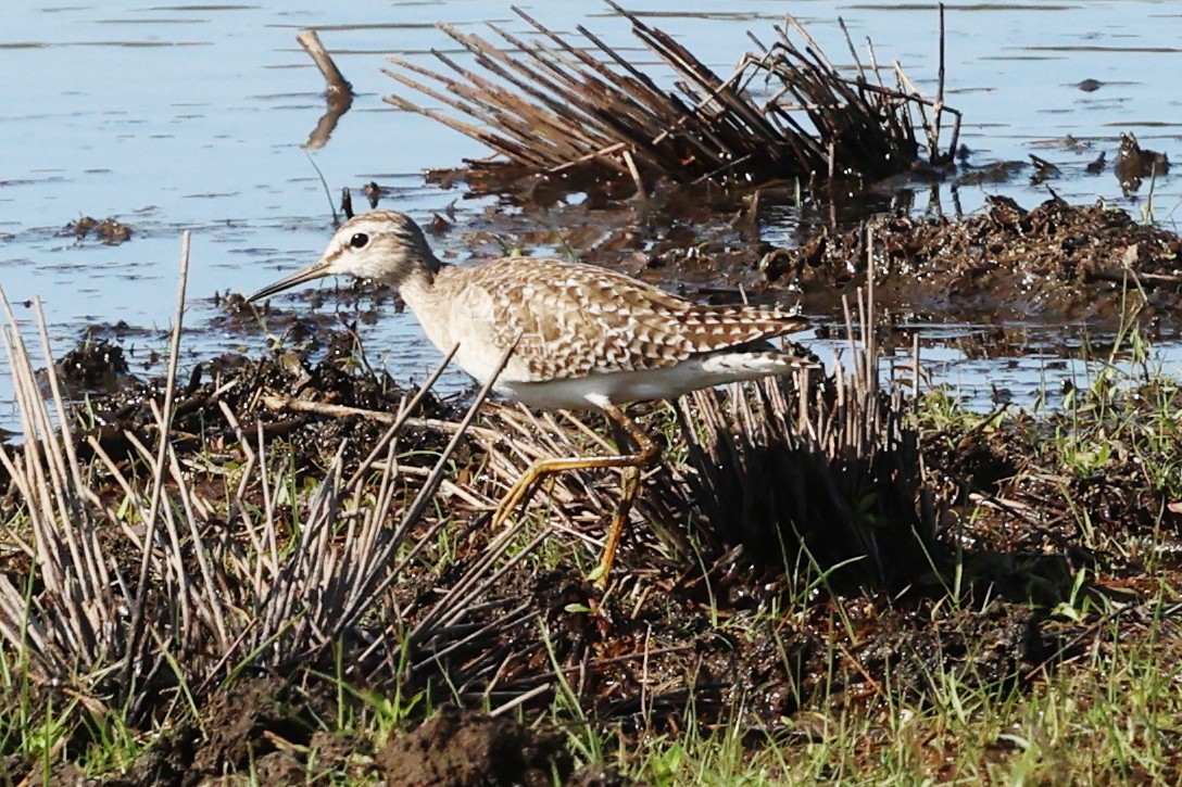 vodouš bahenní - ML647378183