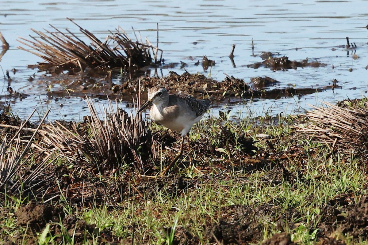 vodouš bahenní - ML647378184