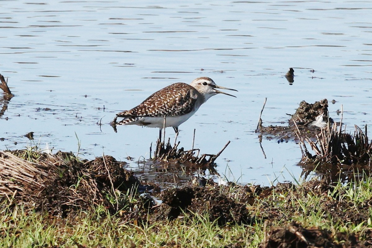 vodouš bahenní - ML647378186