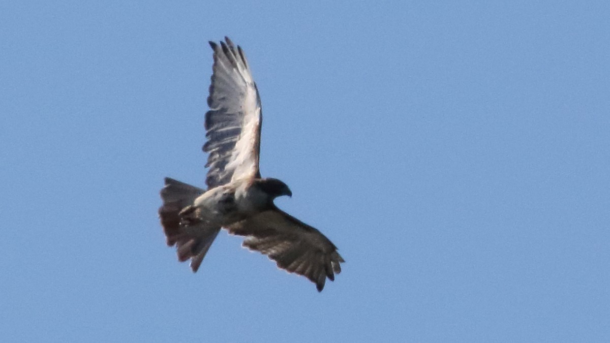 rødstjertvåk - ML647378193