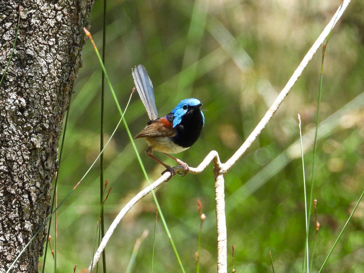 modropláštník proměnlivý - ML647378206