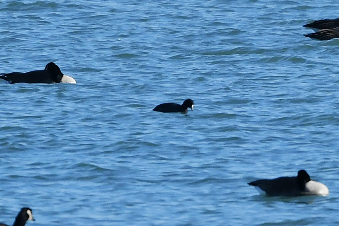 Лиска американська - ML647378207