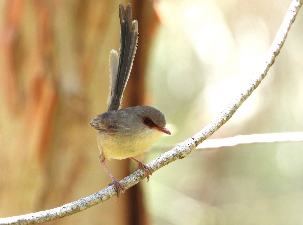 modropláštník proměnlivý - ML647378208