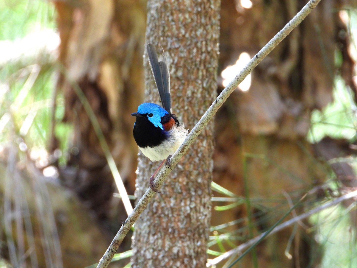 modropláštník proměnlivý - ML647378211