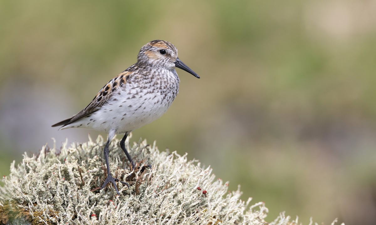 Gambecchio dell'Alaska - ML647378217