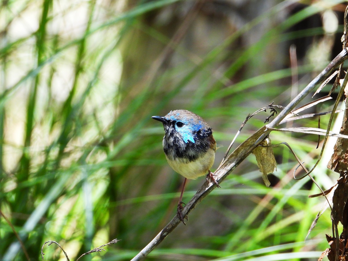 modropláštník proměnlivý - ML647378220