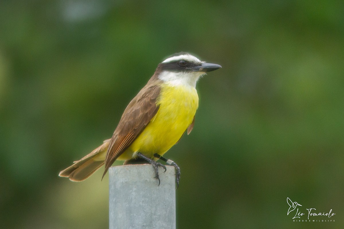 Great Kiskadee - ML647378221