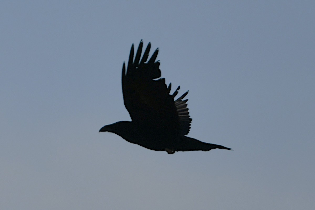 Kolkrabe - ML647378234