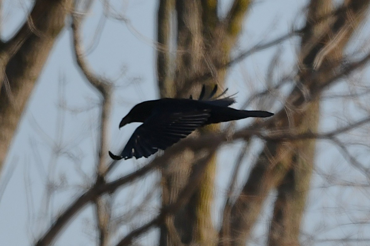 Kolkrabe - ML647378235