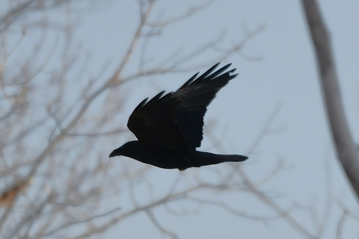 Kolkrabe - ML647378236