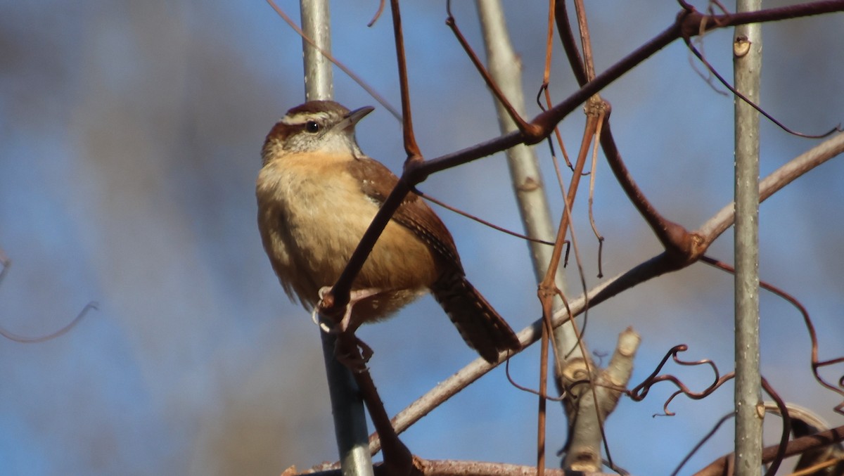 Carolina Wren - ML647378242