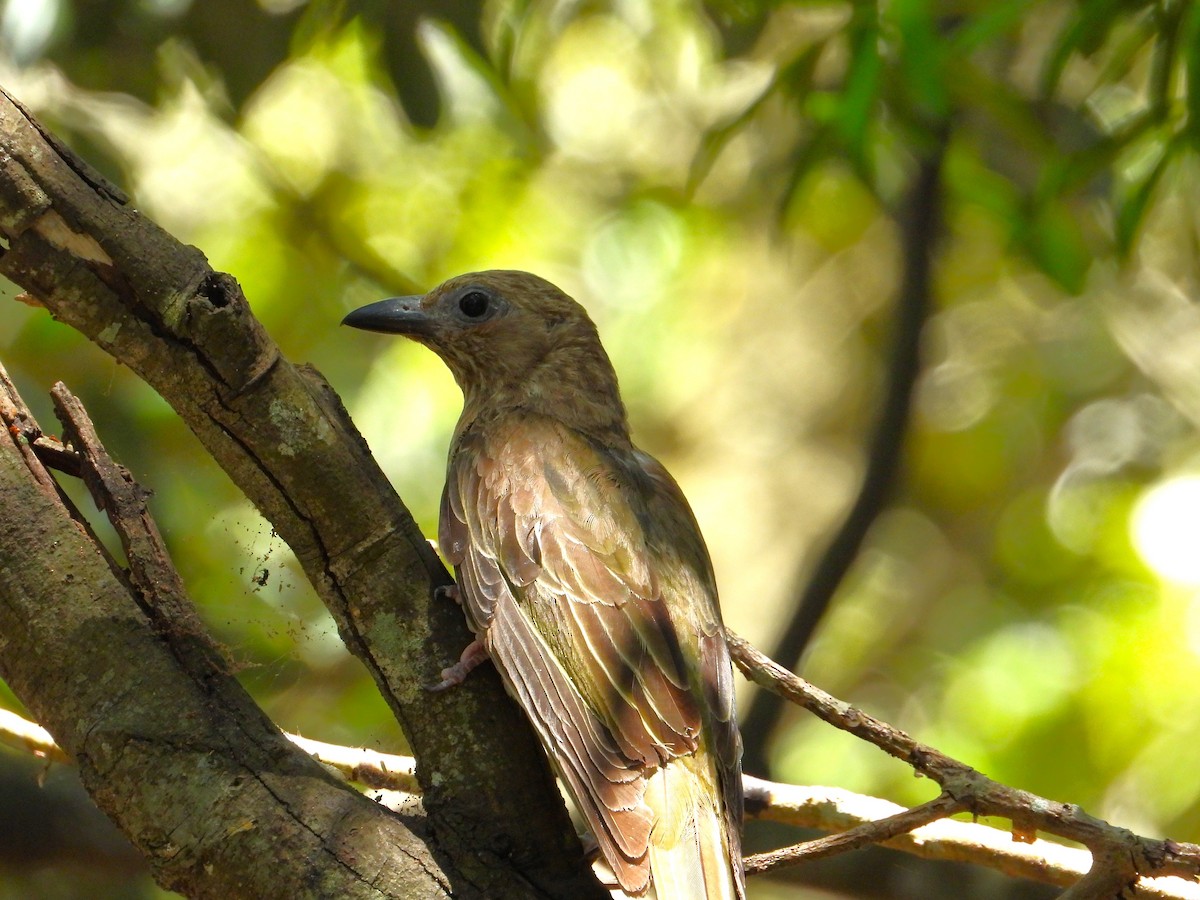 fíkovec australasijský - ML647378243