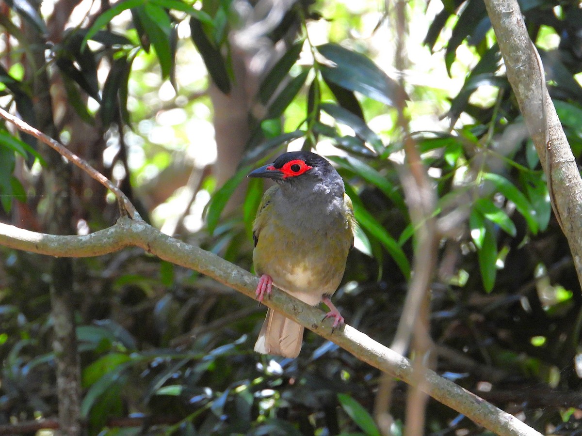 fíkovec australasijský - ML647378244