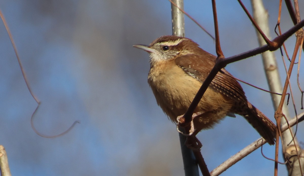 Carolina Wren - ML647378247