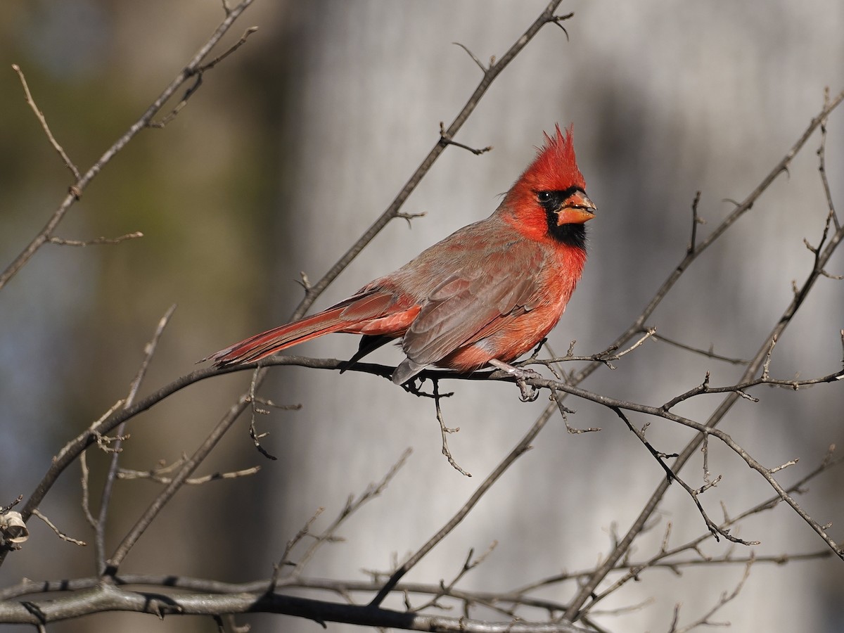 Northern Cardinal - ML647378270