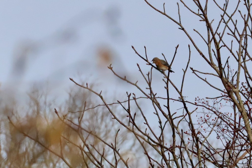 Блакитник східний - ML647378274