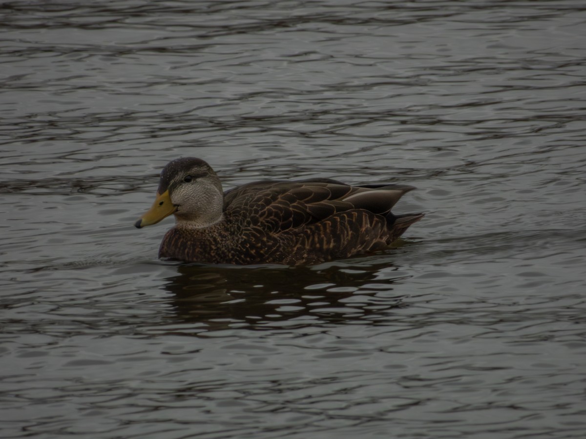 American Black Duck - ML647378278