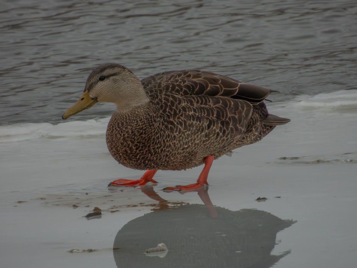 American Black Duck - ML647378279