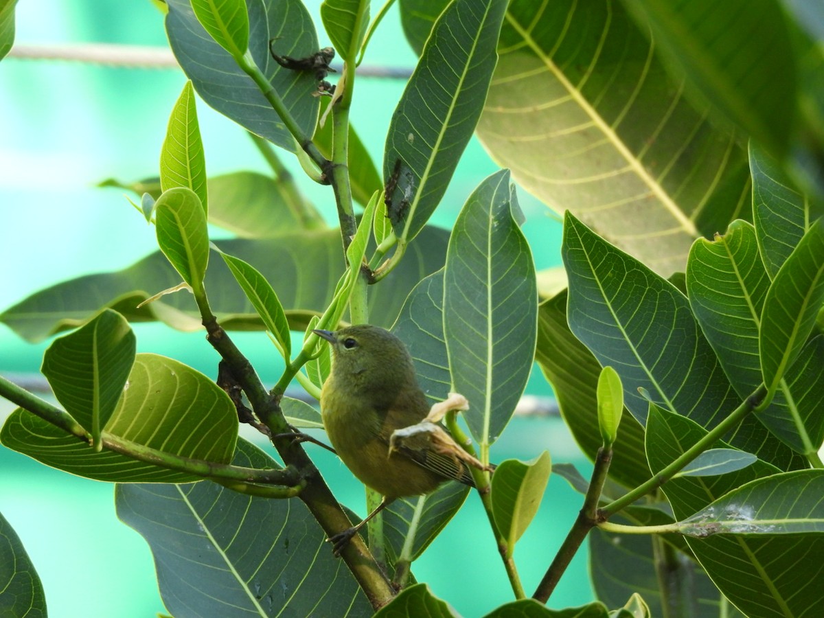 Turuncu Taçlı Ötleğen - ML647378282