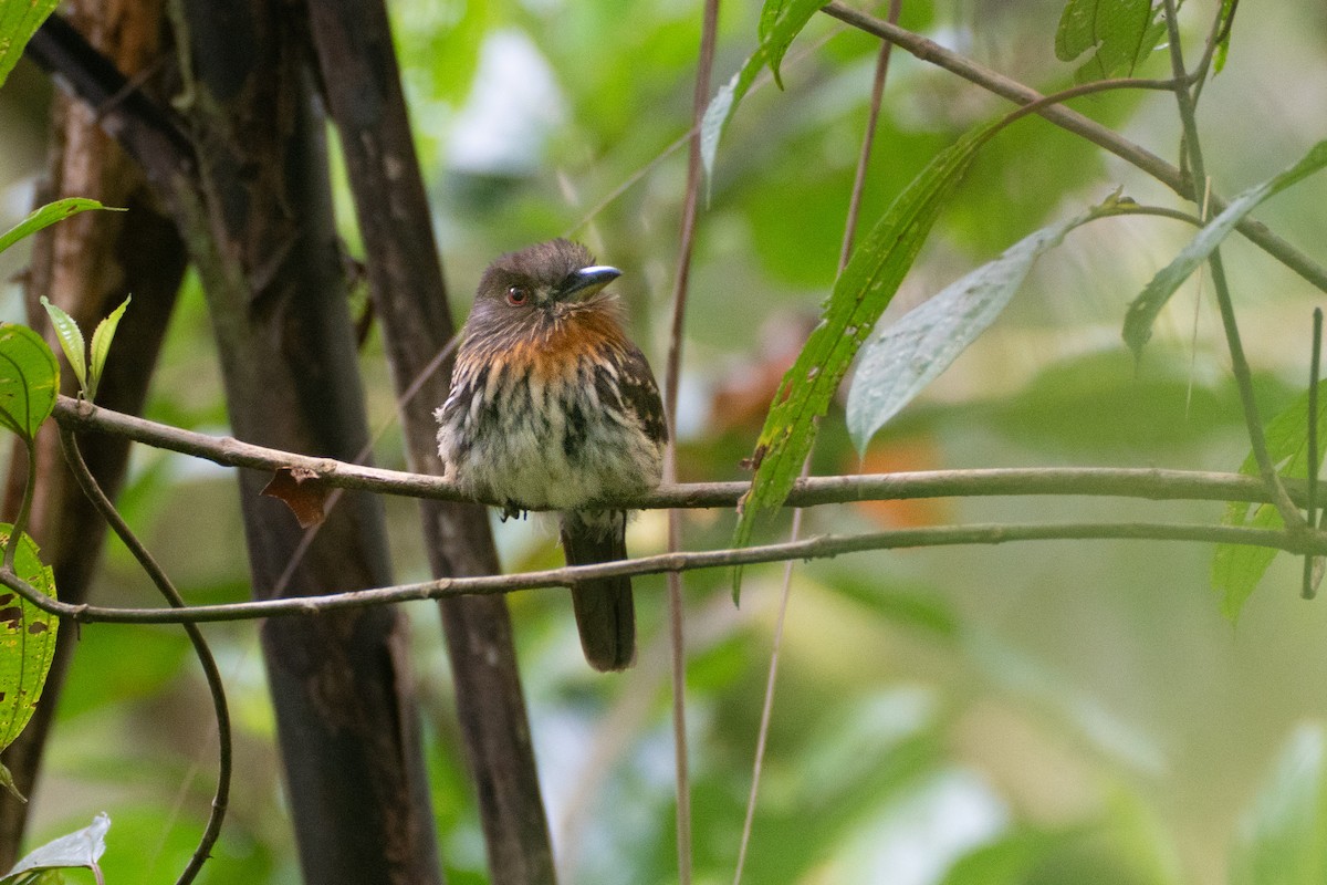 White-whiskered Puffbird - ML647378287