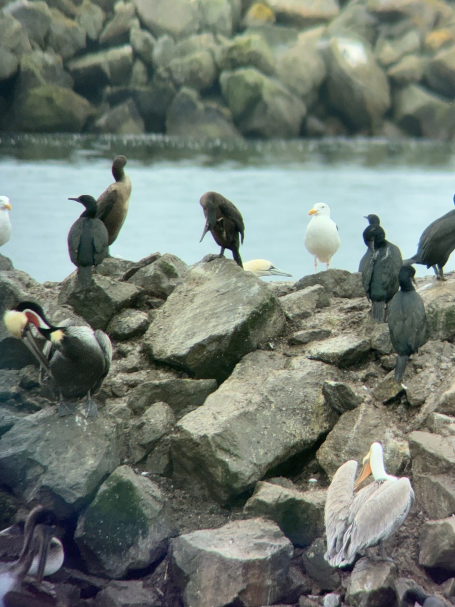 סולה מצויה - ML647378301