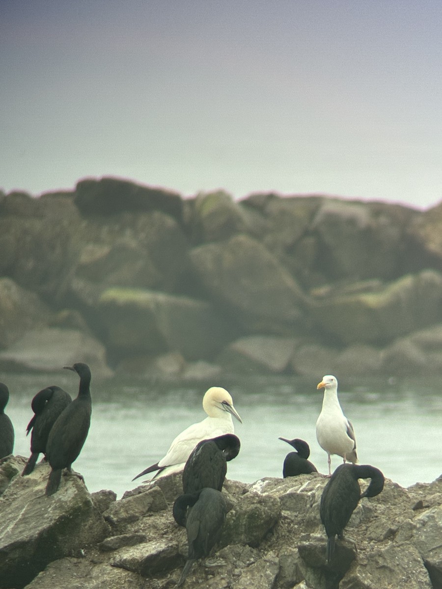 סולה מצויה - ML647378303