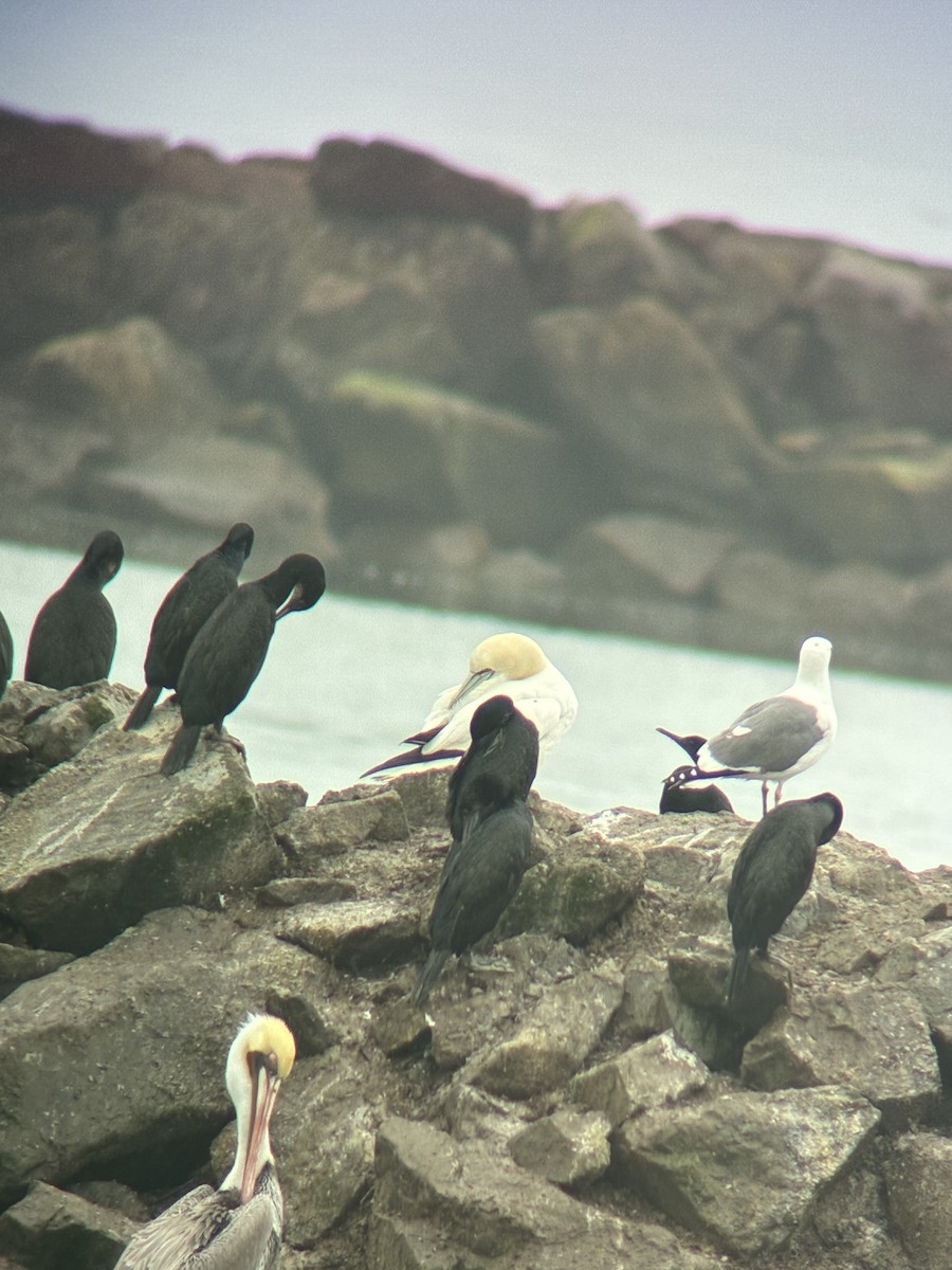 סולה מצויה - ML647378304