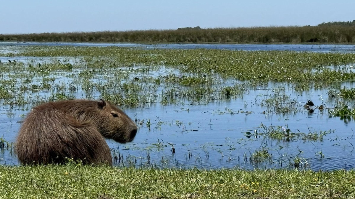Capybara - ML647378308
