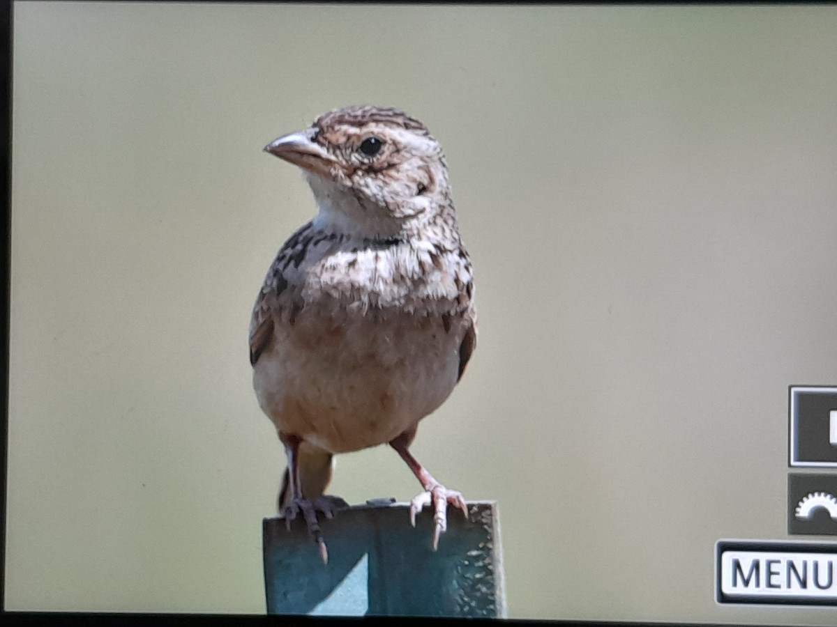 Singing Bushlark - ML647378310