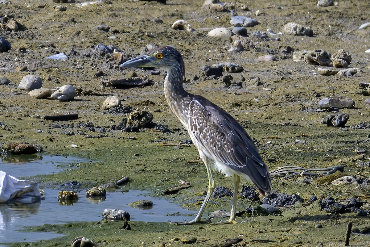 Sarı Tepeli Gece Balıkçılı - ML647378311
