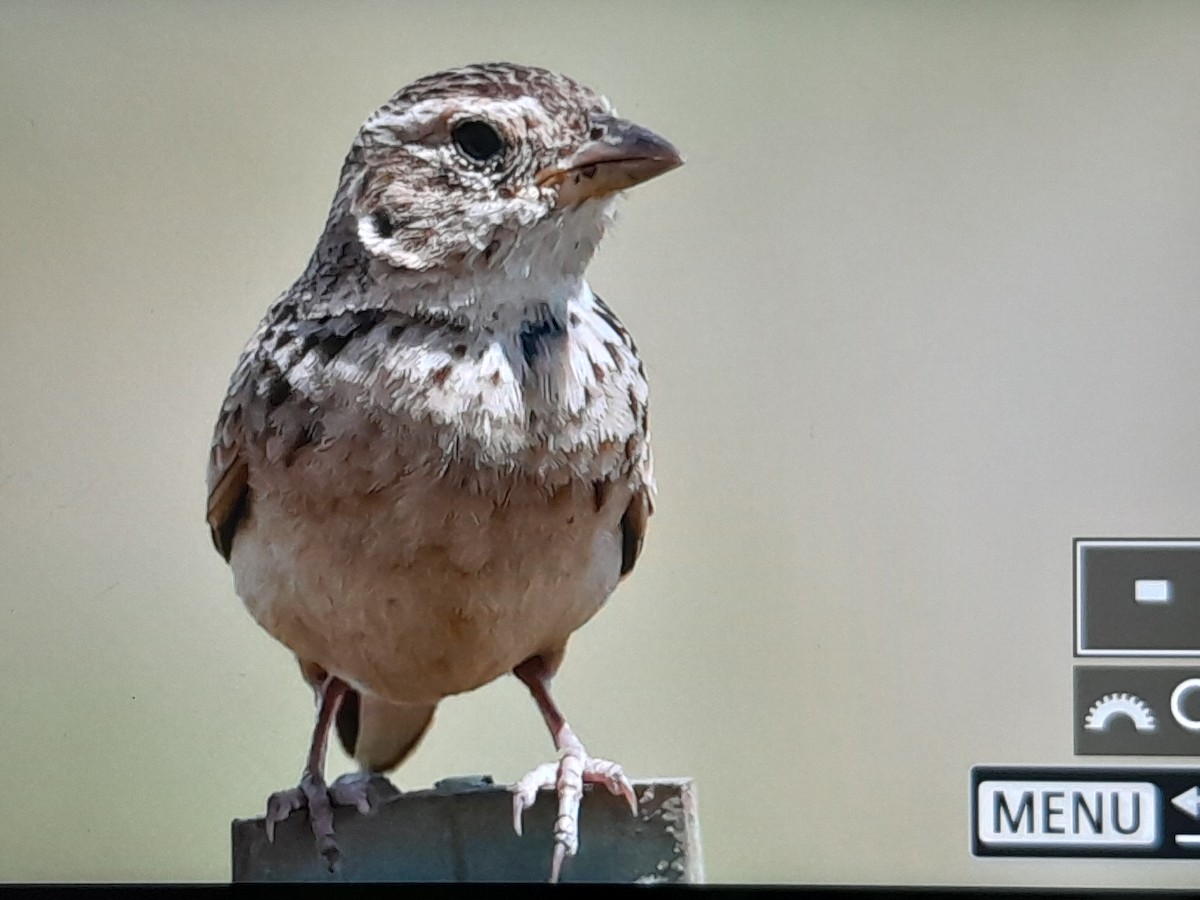 Singing Bushlark - ML647378317