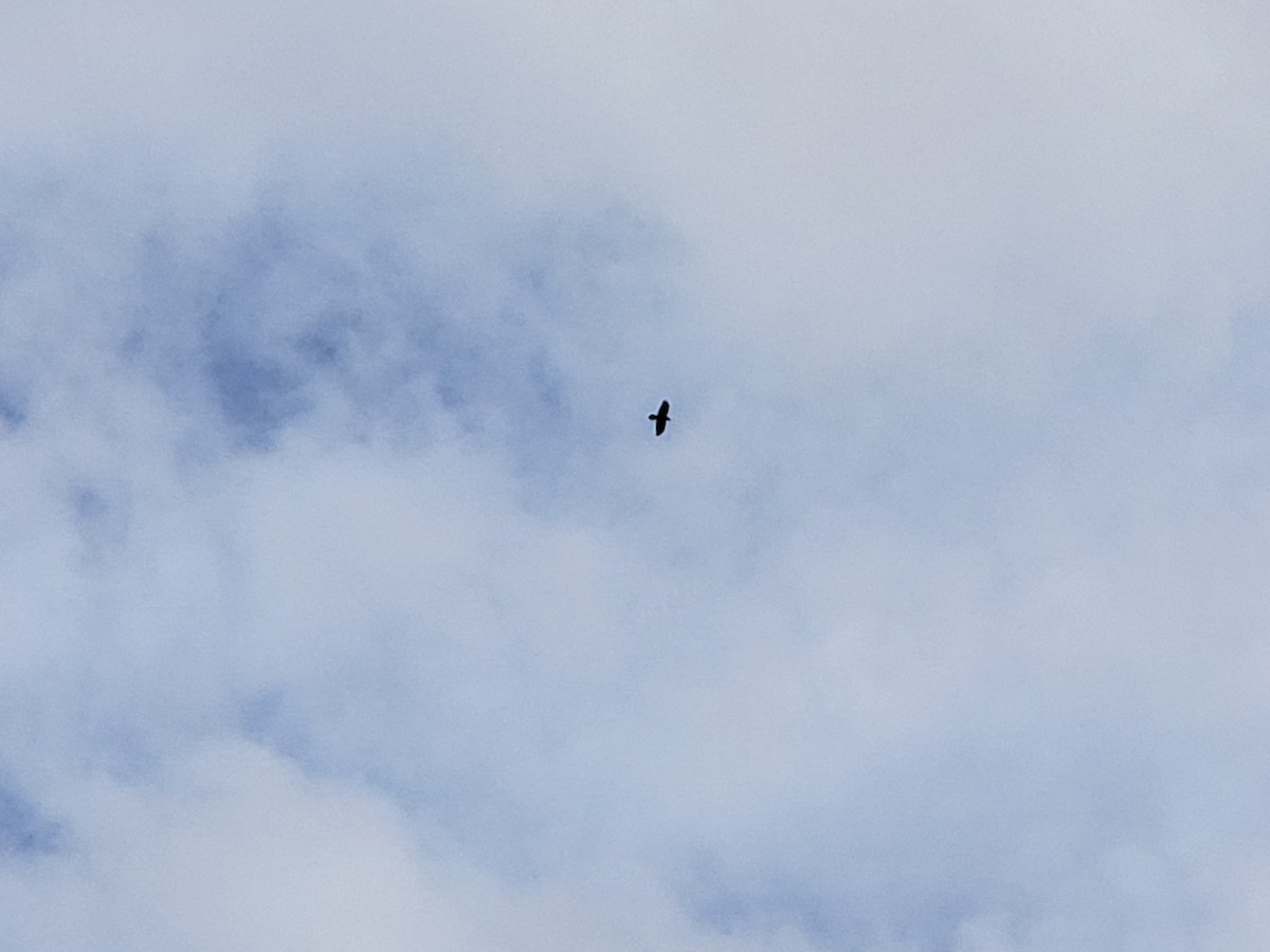 Kolkrabe - ML647378323