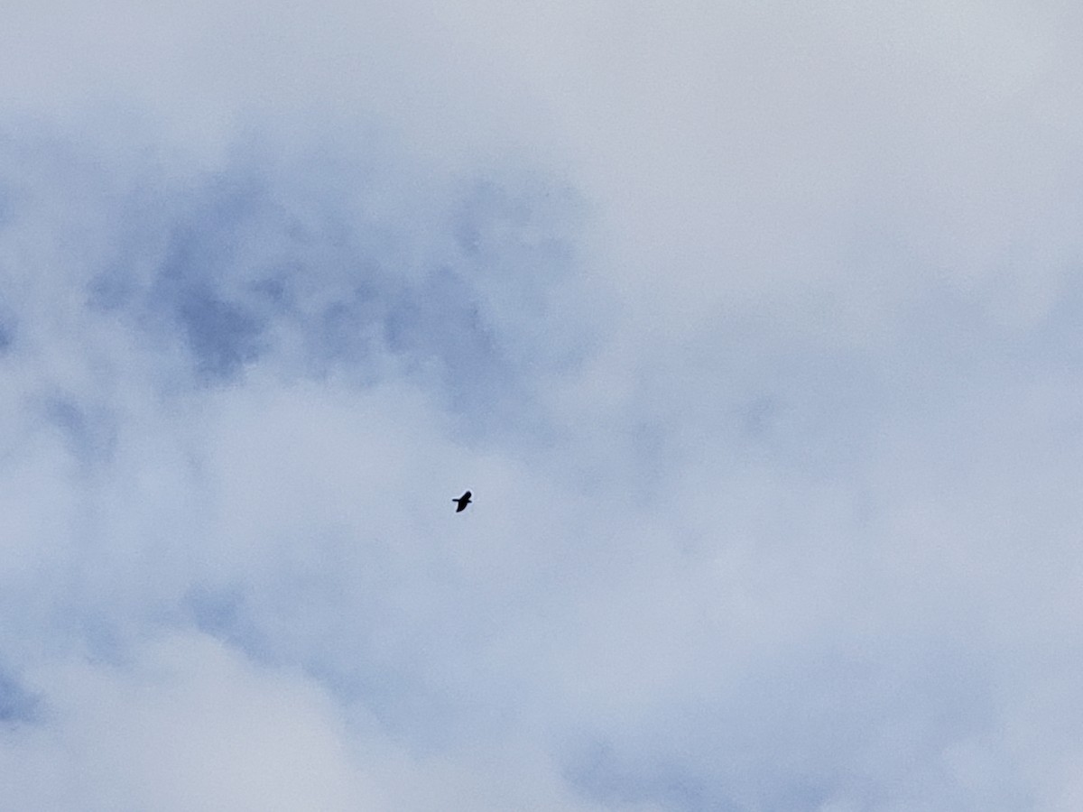 Kolkrabe - ML647378324