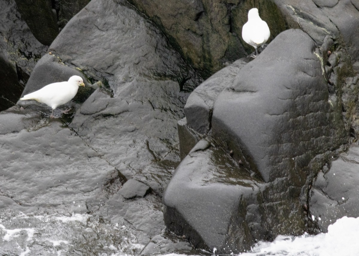 Snowy Sheathbill - ML647378338