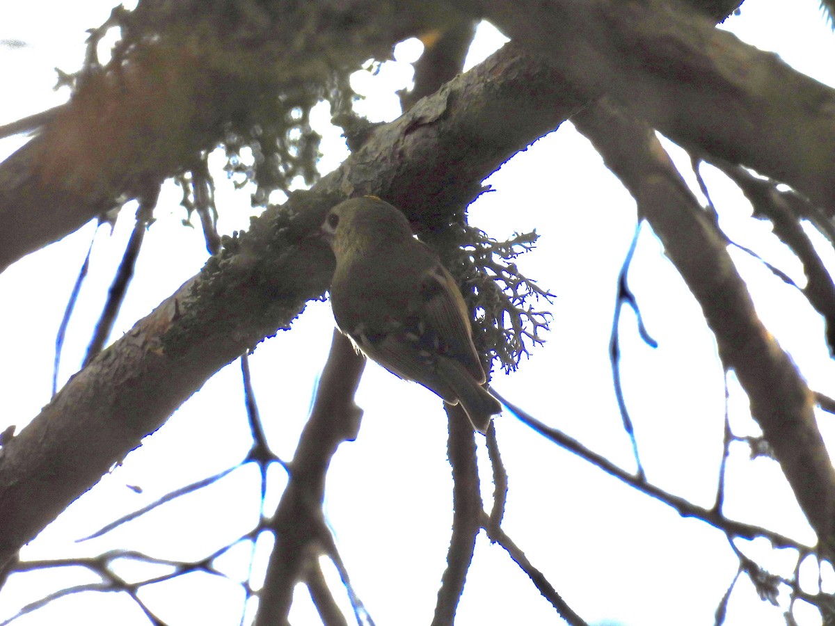 Goldcrest - ML647378339