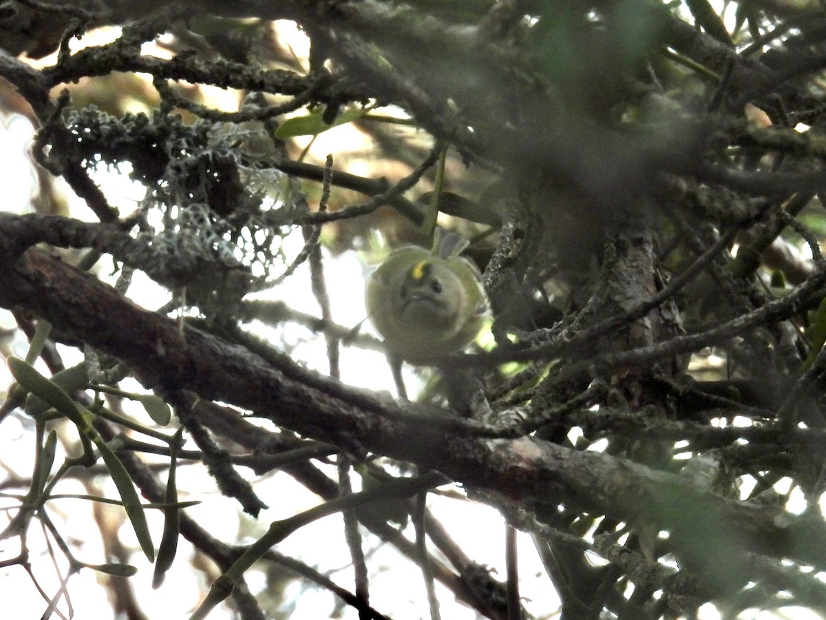 Goldcrest - ML647378340