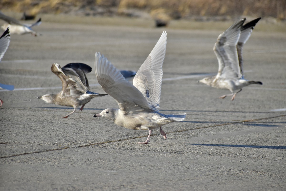 Gavión Hiperbóreo - ML647378350