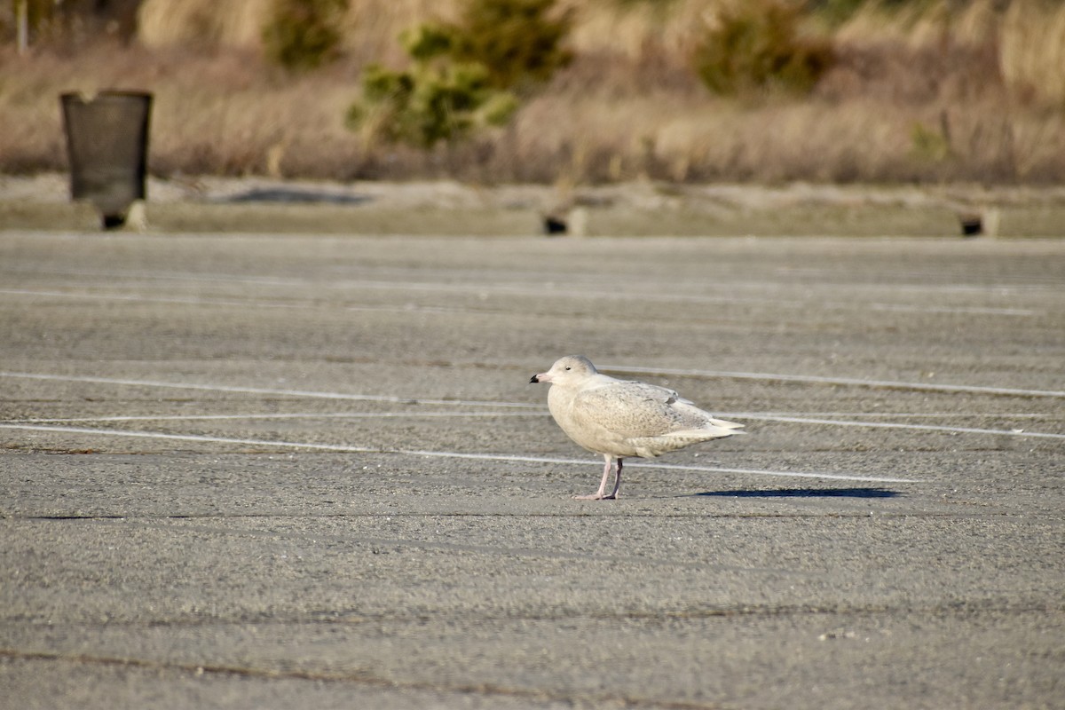 Gavión Hiperbóreo - ML647378351