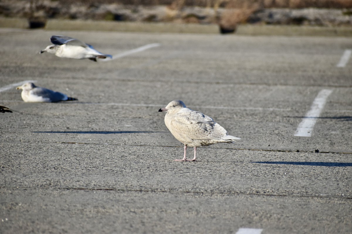 Gavión Hiperbóreo - ML647378352