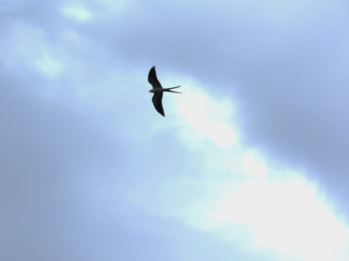 luňák vlaštovčí - ML647378357