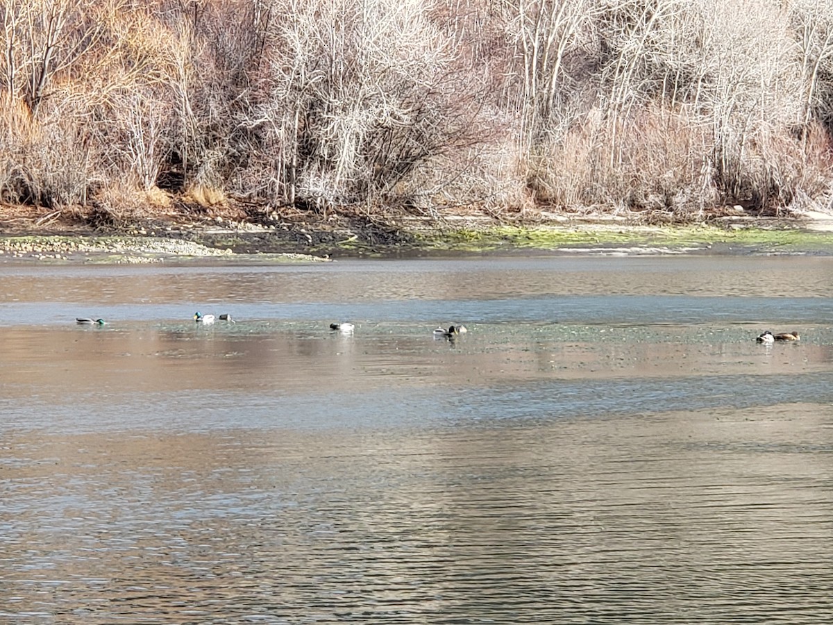 Mallard - ML647378359